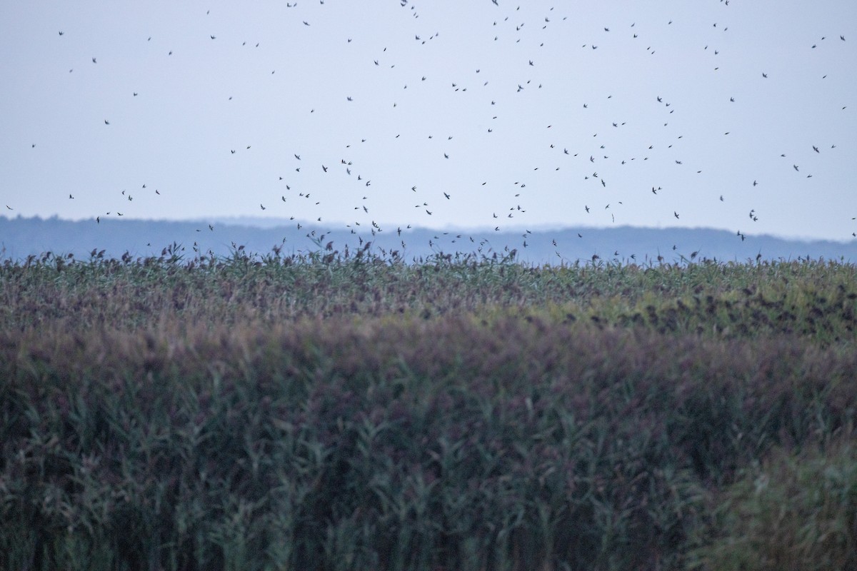 Tree Swallow - ML645920921
