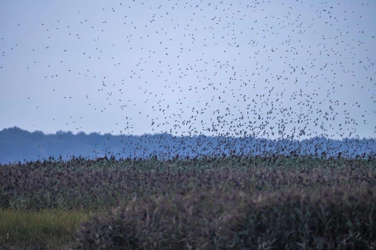 Tree Swallow - ML645920923