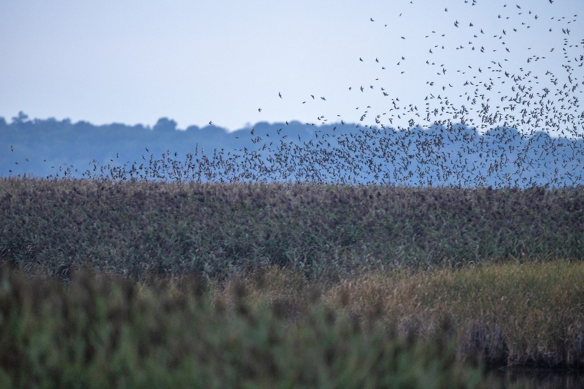 Tree Swallow - ML645920924