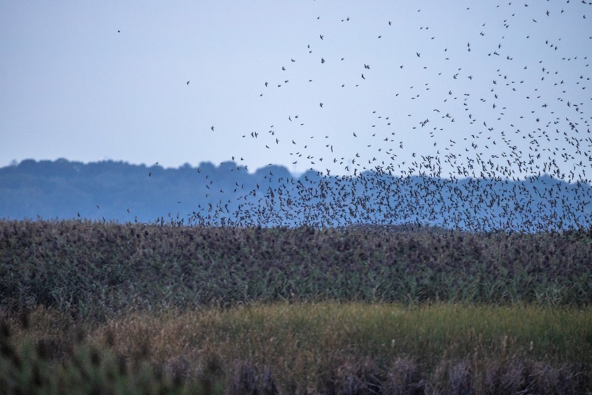 Tree Swallow - ML645920925