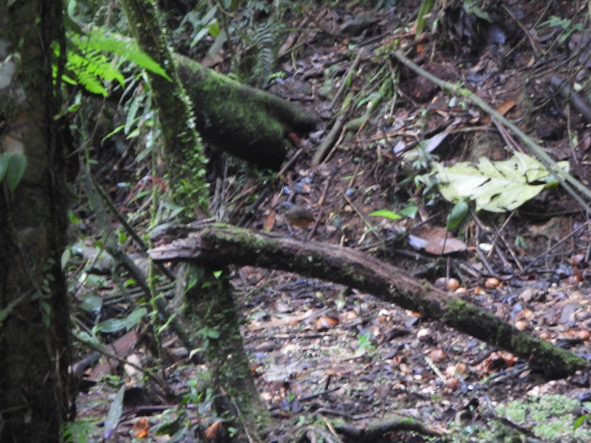 Мурашниця гватемальська - ML645920937