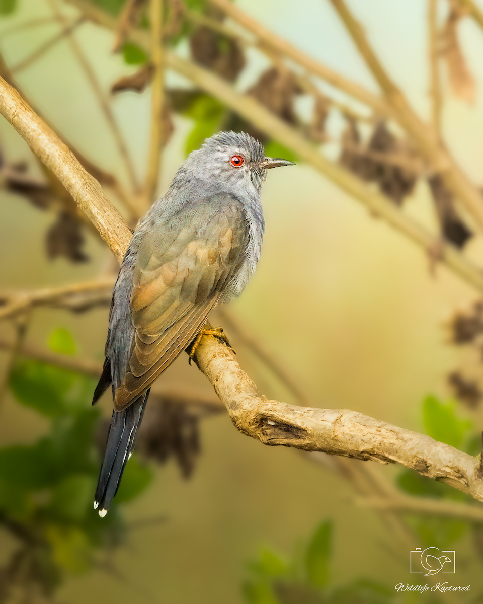 Cuco Pechigrís - ML645920952