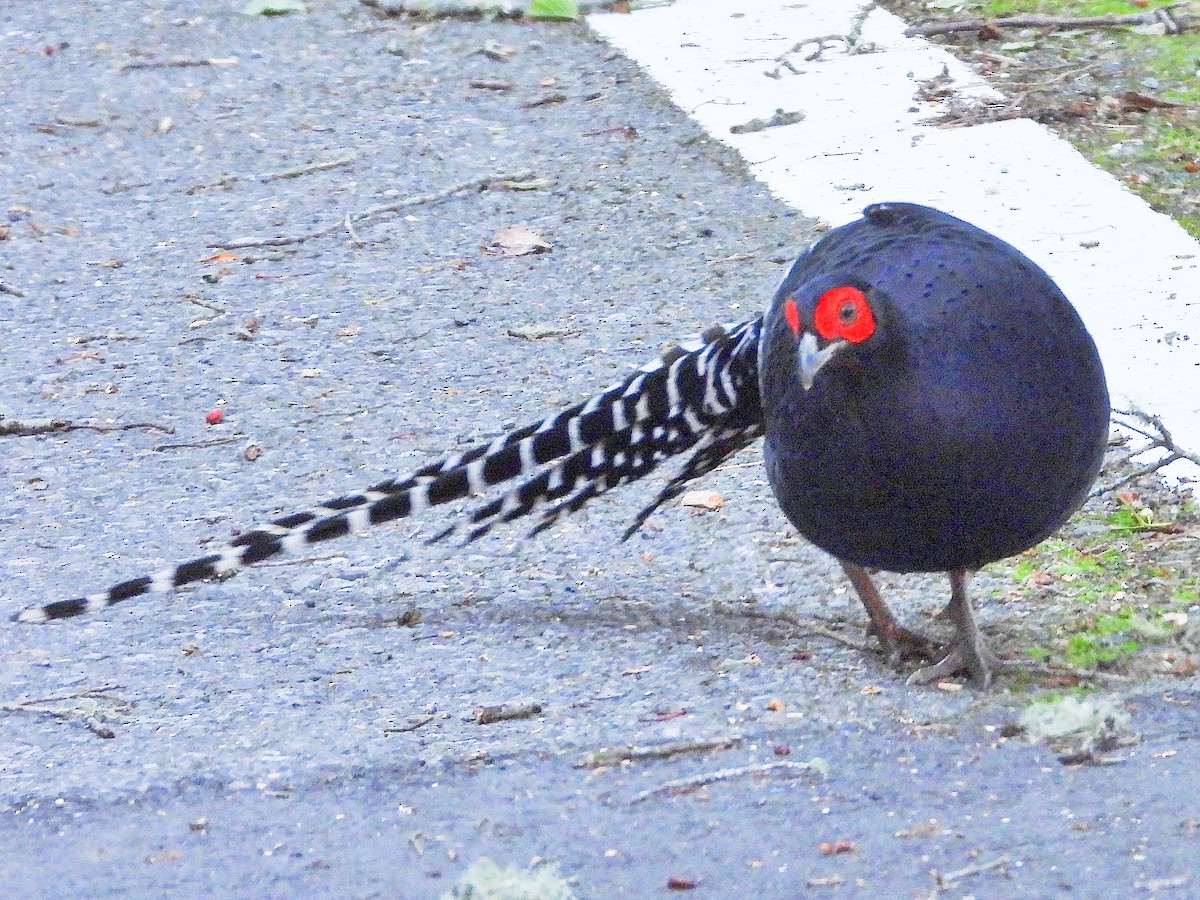 Mikado Pheasant - ML645920954