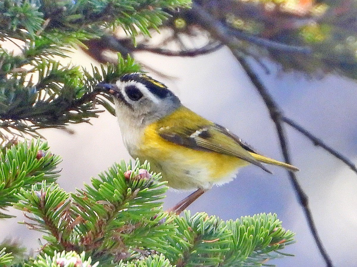 Flamecrest - ML645920964