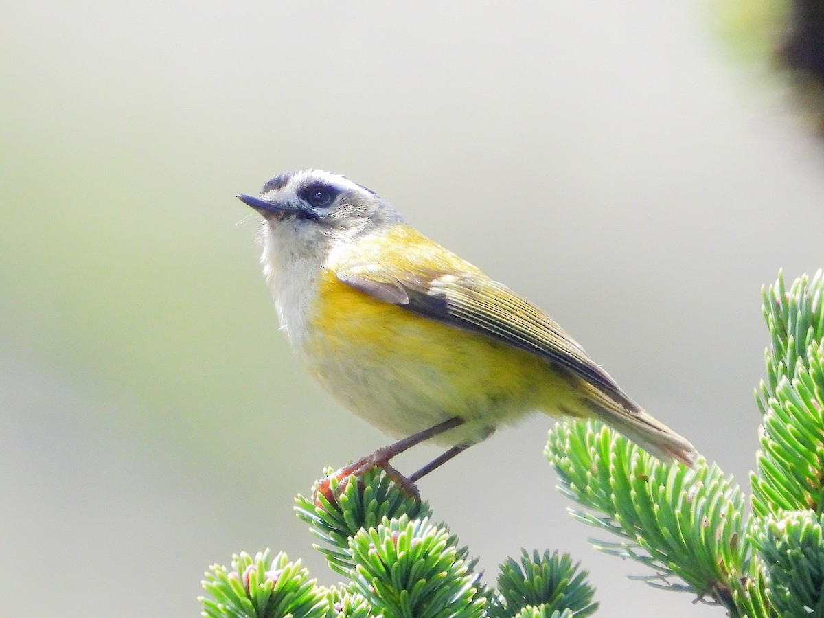 Flamecrest - ML645920965