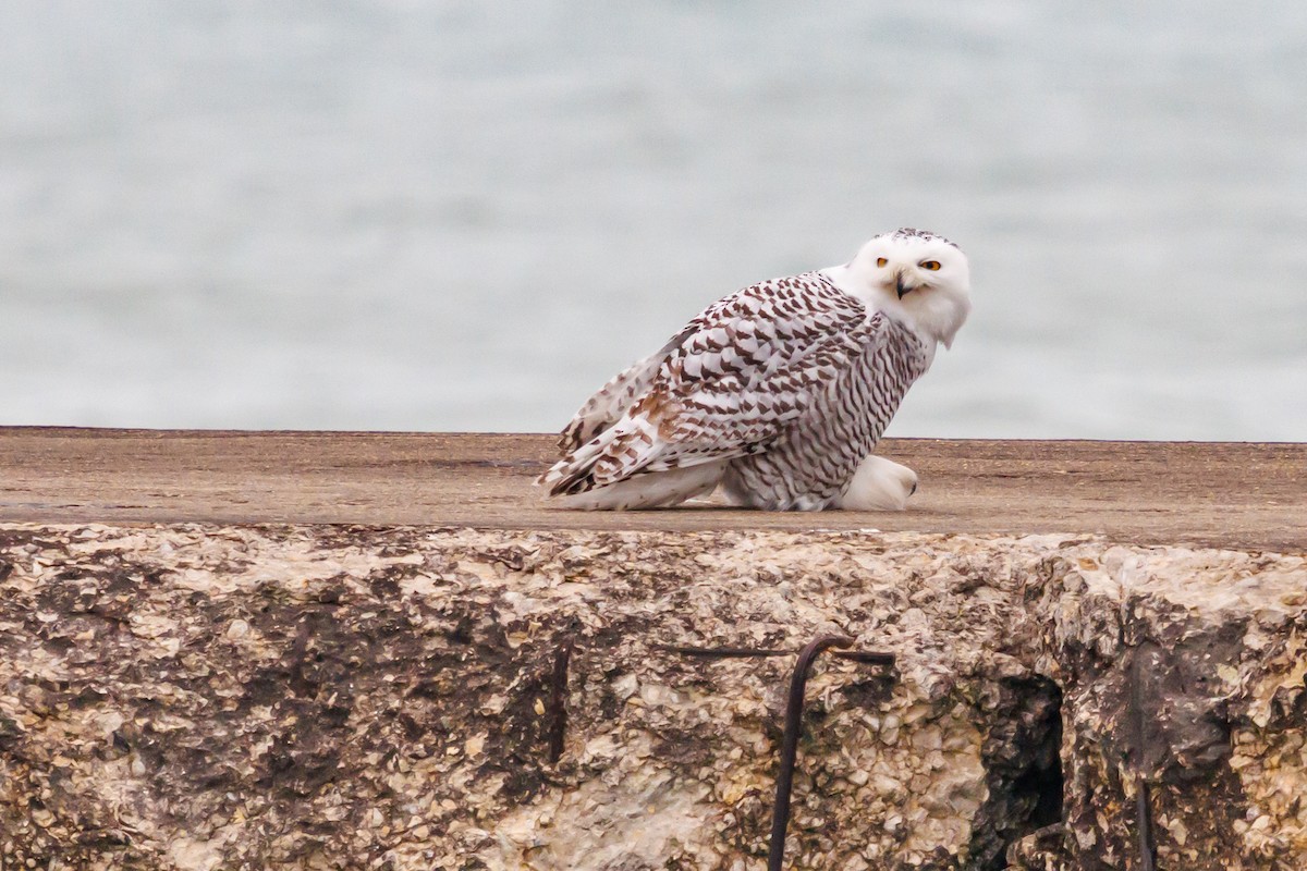 לילית שלג - ML645920966