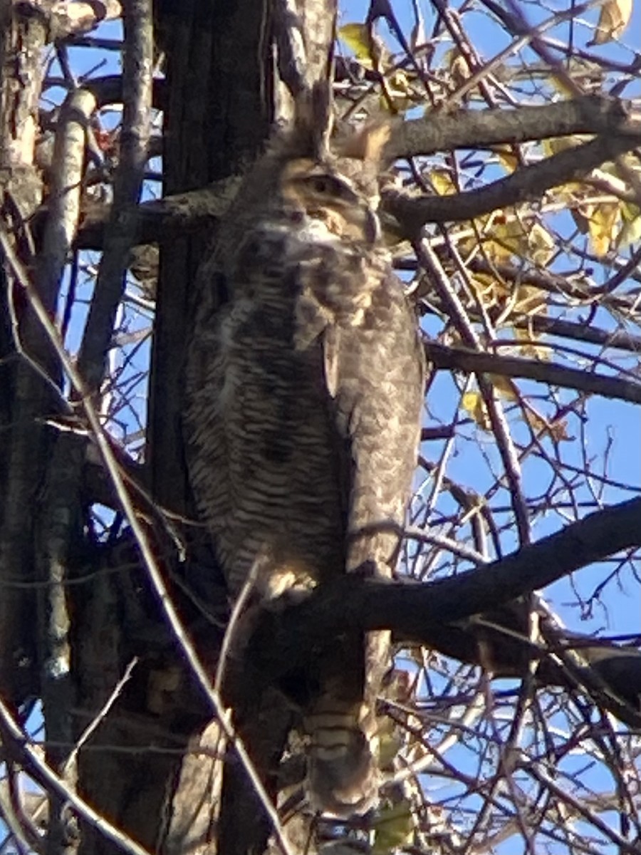 Great Horned Owl - ML645920969