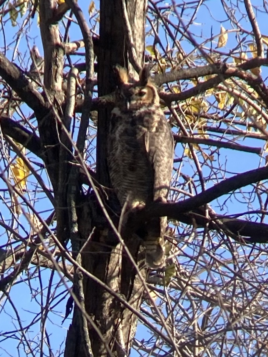 Great Horned Owl - ML645920970