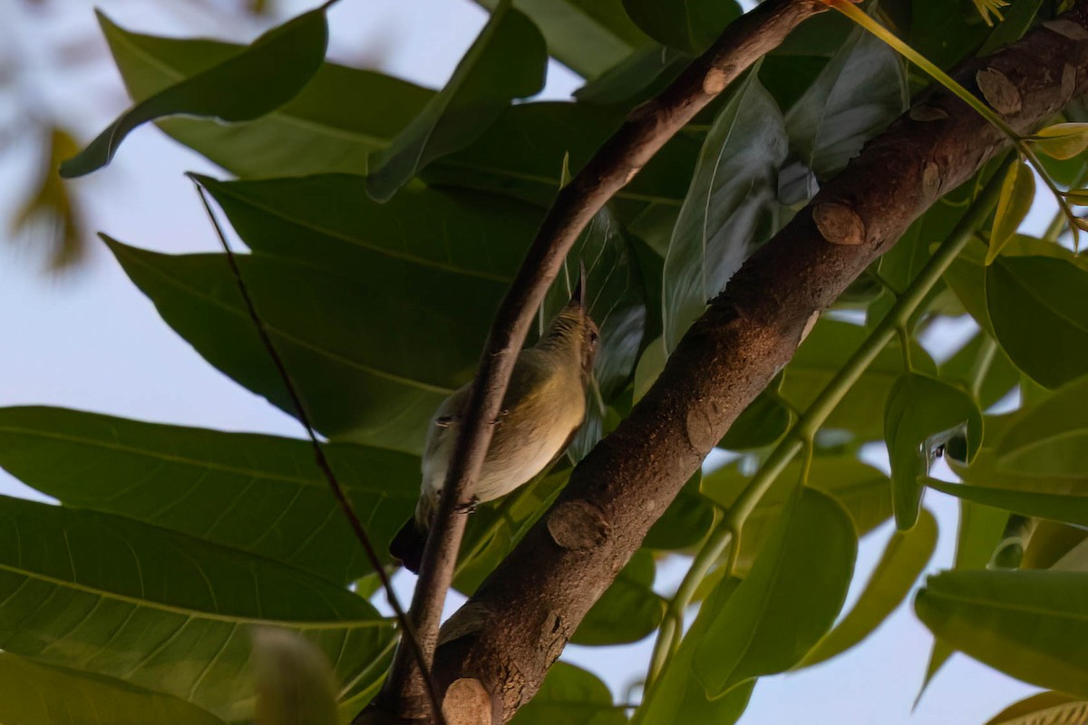 Crimson-backed Sunbird - ML645920973