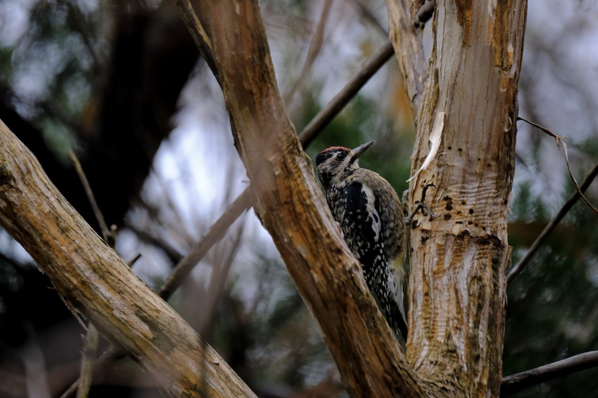 Yellow-bellied Sapsucker - ML645920975