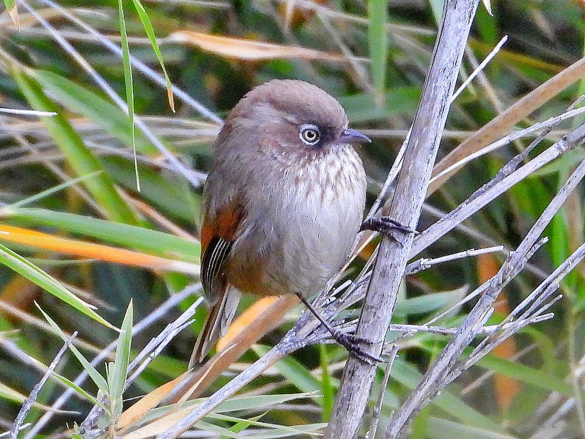 Фульвета тайванська - ML645920976