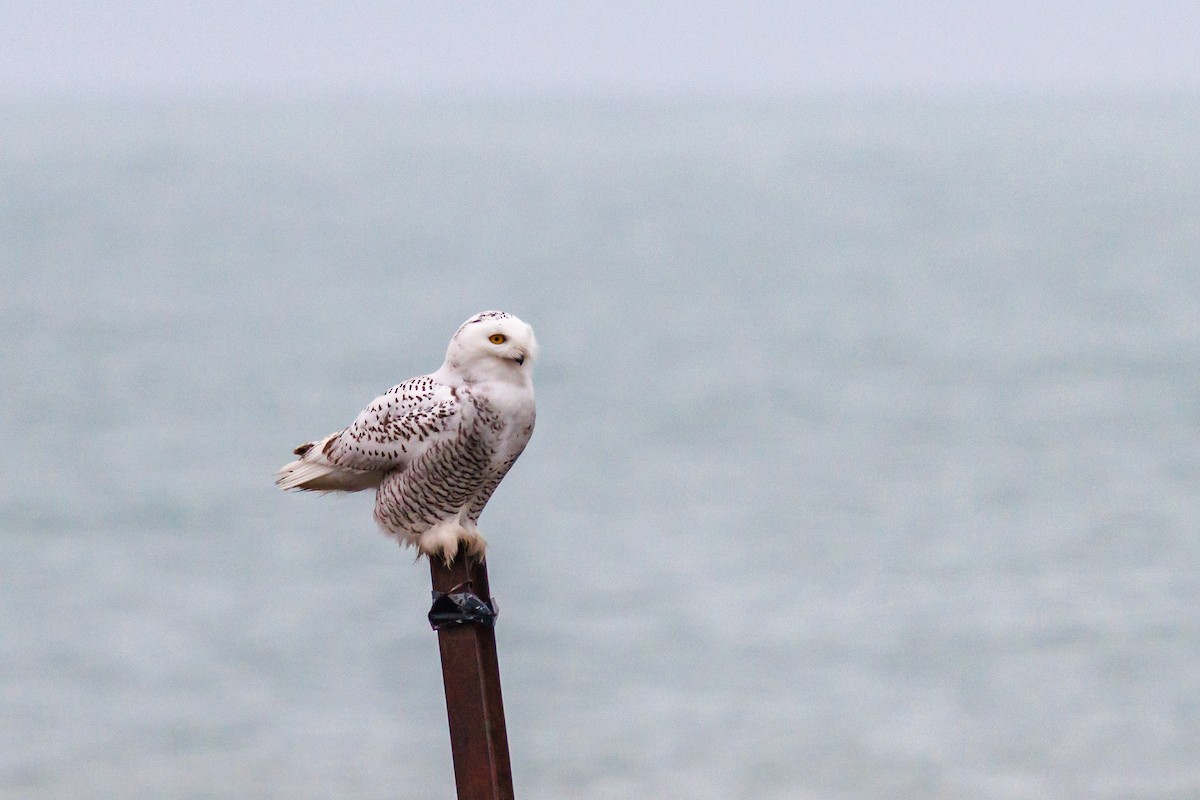 לילית שלג - ML645920978