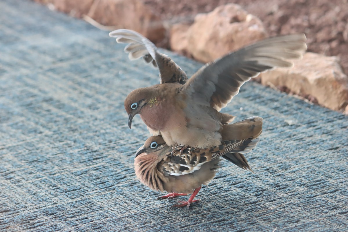 Galapagos Dove - ML645920980