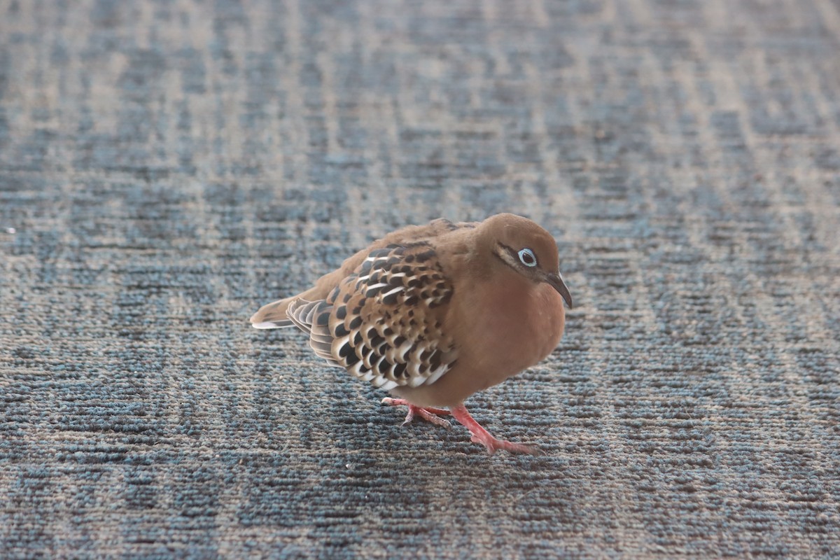 Galapagos Dove - ML645920981