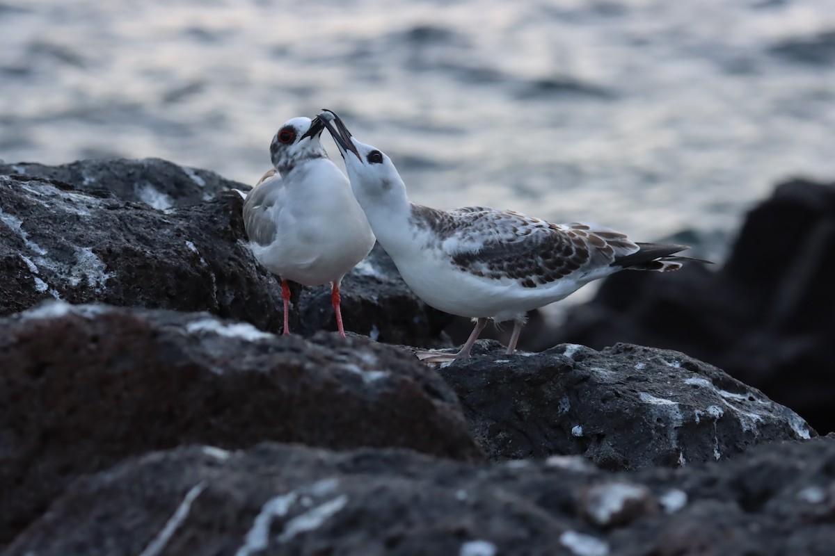 Swallow-tailed Gull - ML645920987