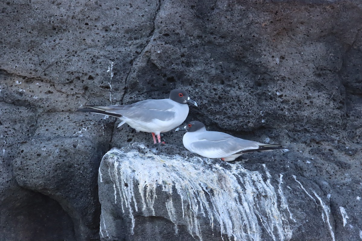 Swallow-tailed Gull - ML645920988