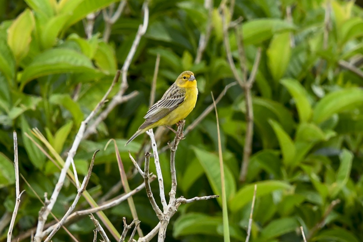 Kurzschnabel-Gilbtangare - ML645920989