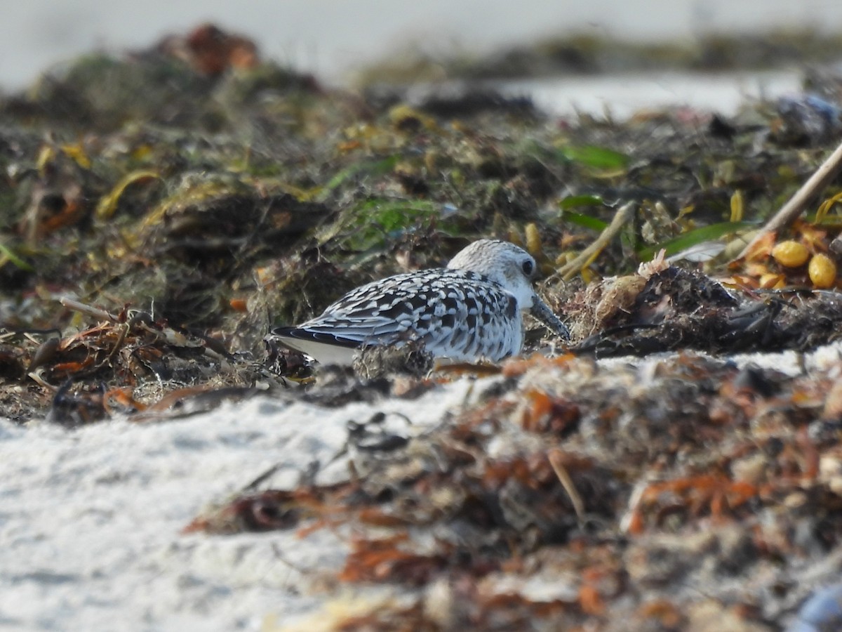 Txirri zuria - ML645920994