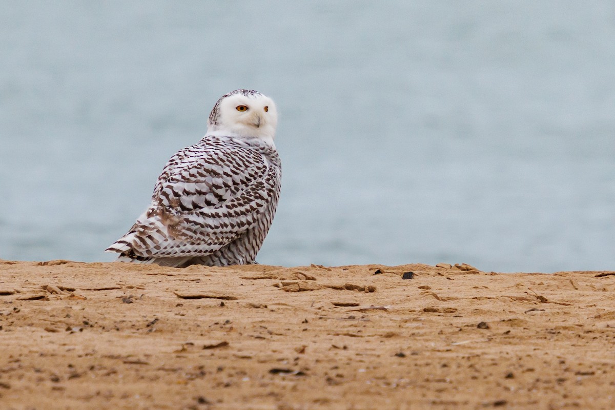 לילית שלג - ML645920997