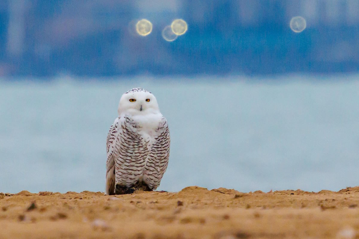 לילית שלג - ML645921011