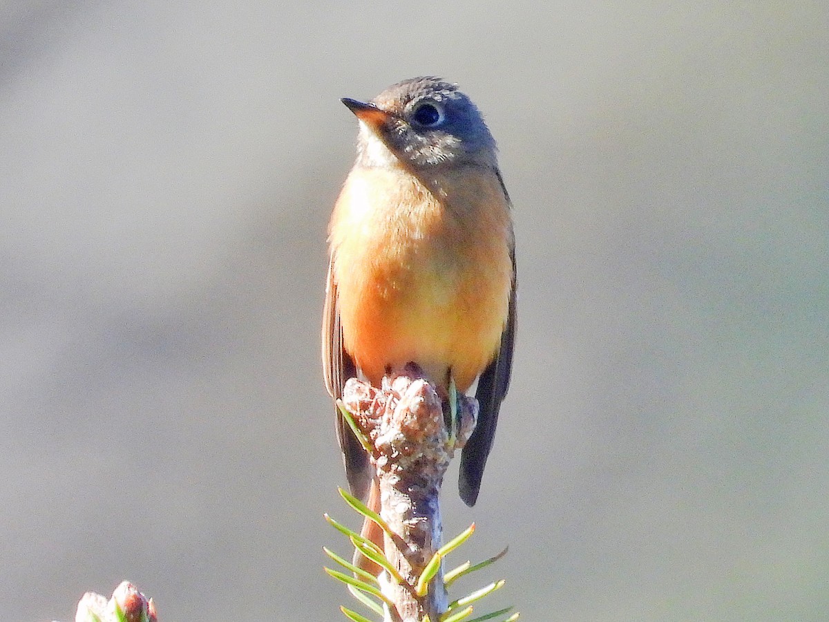 Rostschnäpper - ML645921015