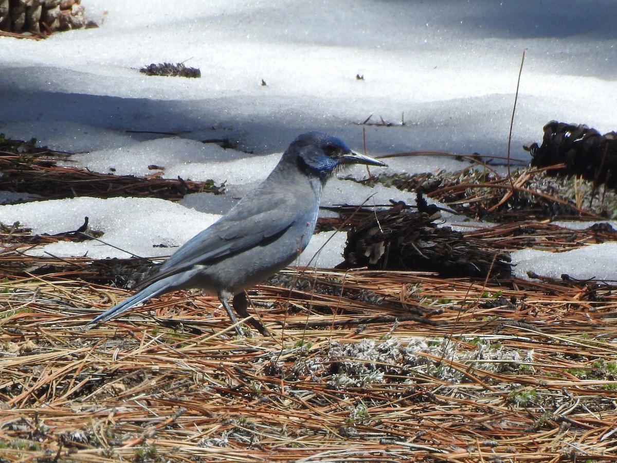 Chara Piñonera - ML645921016