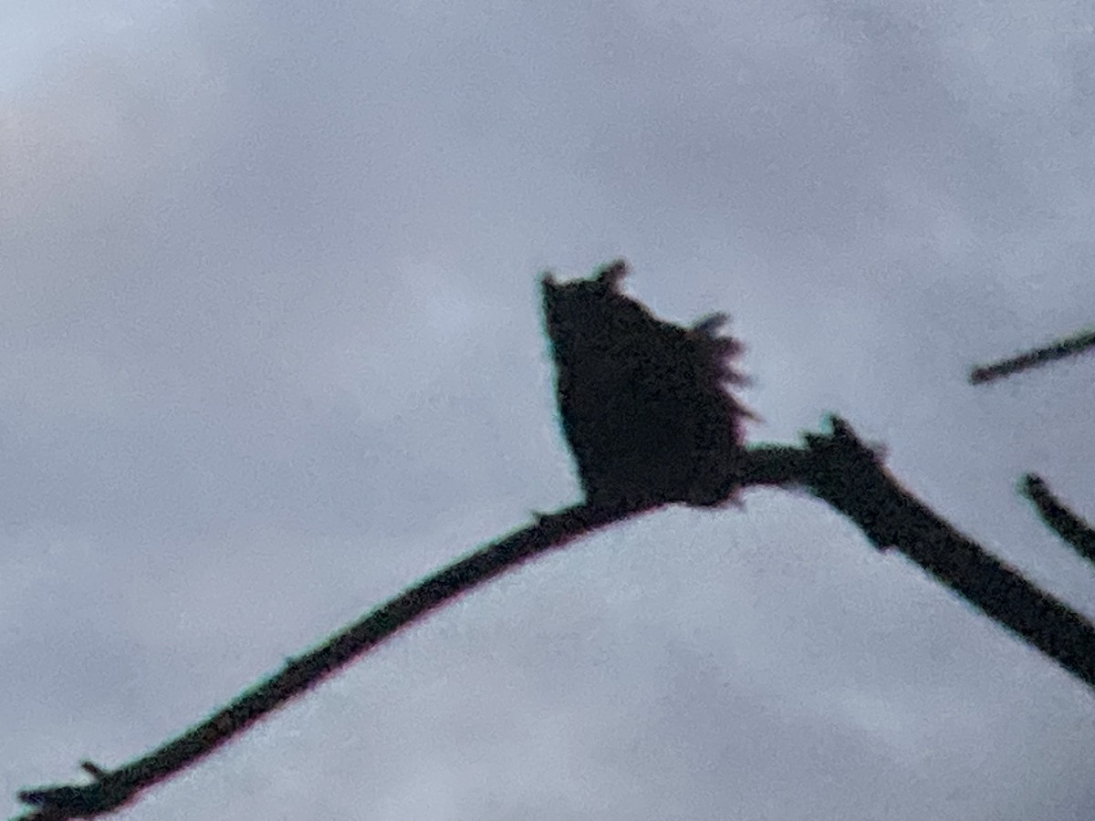 Great Horned Owl - ML645921018