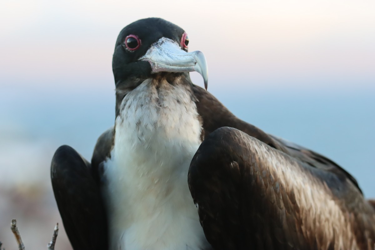 פריגט גדול - ML645921019