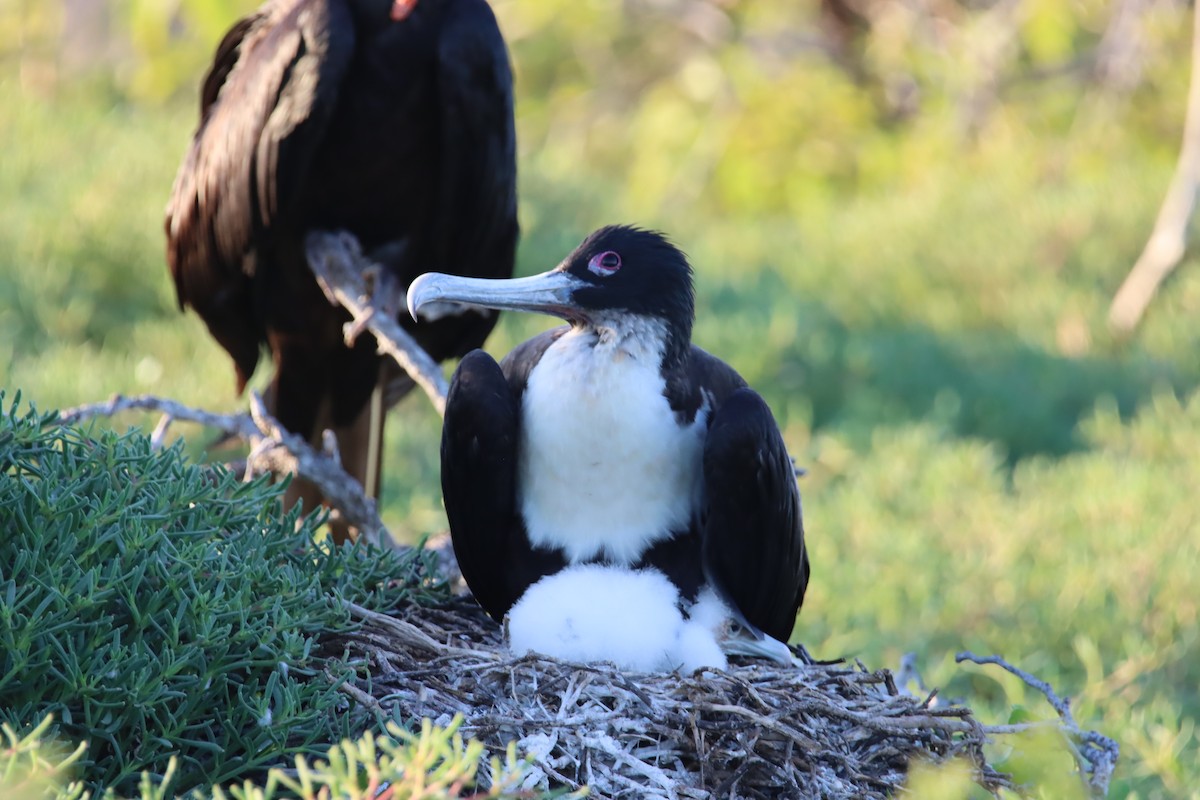 פריגט גדול - ML645921020