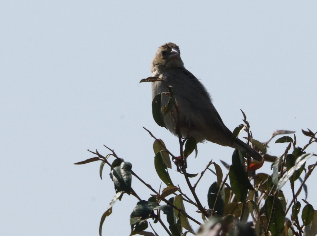 Gray-capped Social-Weaver - ML645921026