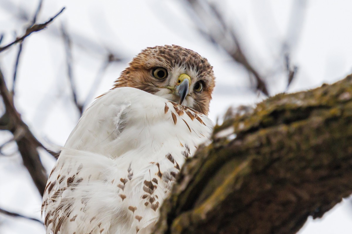 Red-tailed Hawk - ML645921033