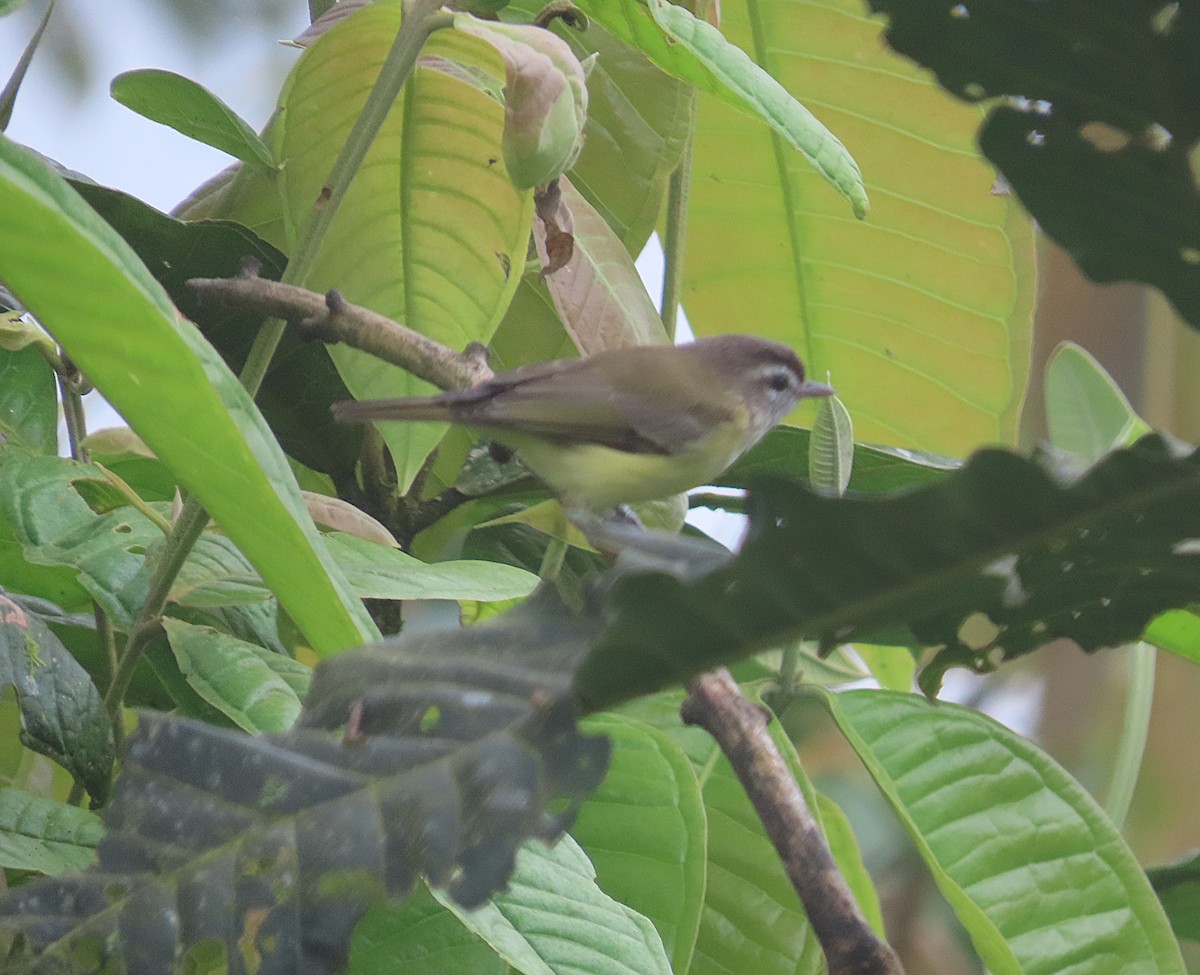 Kahverengi Vireo - ML645921034