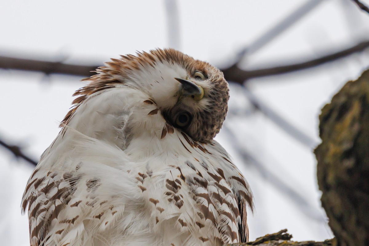 Red-tailed Hawk - ML645921035