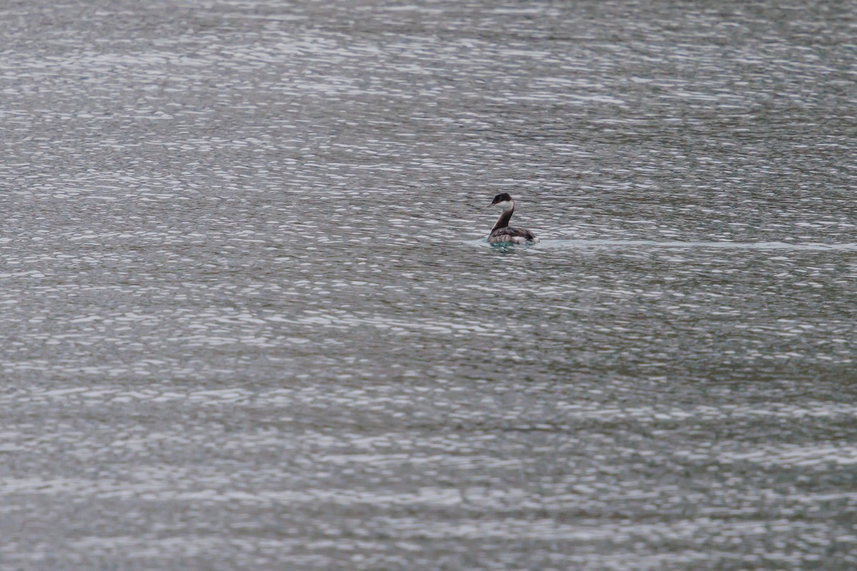 טבלן לבן-לחיים - ML645921043