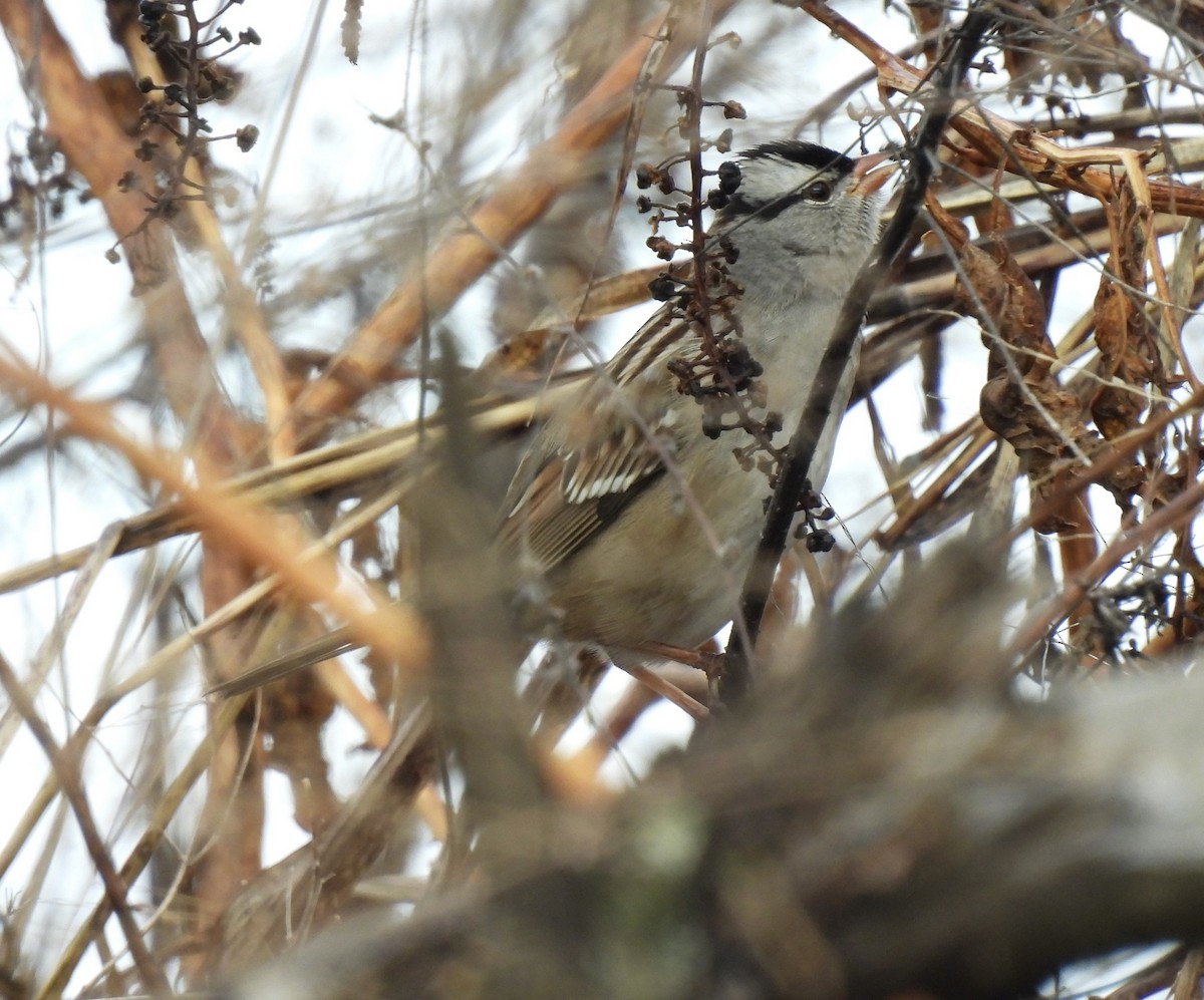 Белобровая овсянка - ML645921046