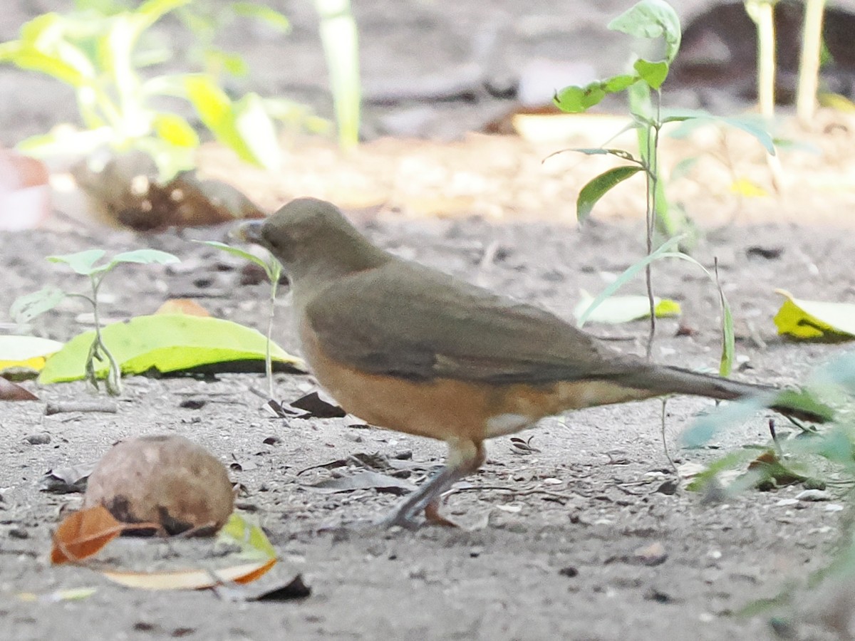 Clay-colored Thrush - ML645921071