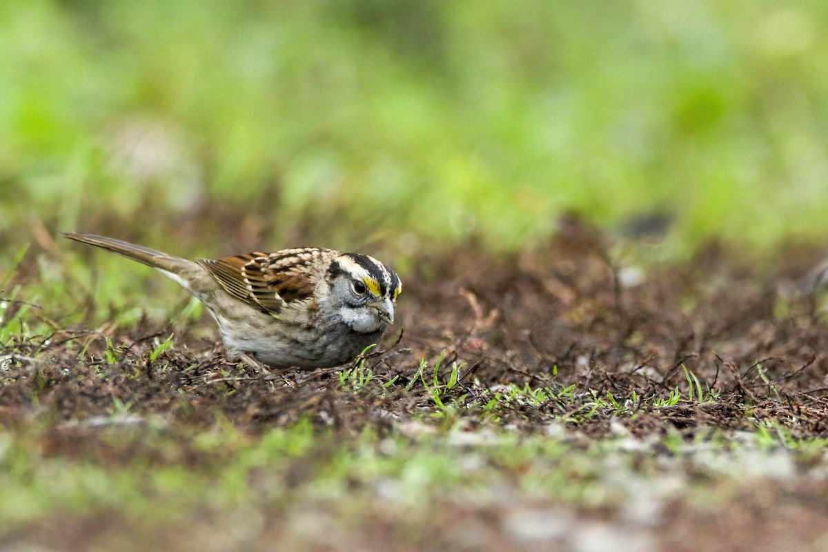 White-throated Sparrow - ML645921076