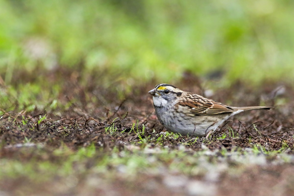 White-throated Sparrow - ML645921077