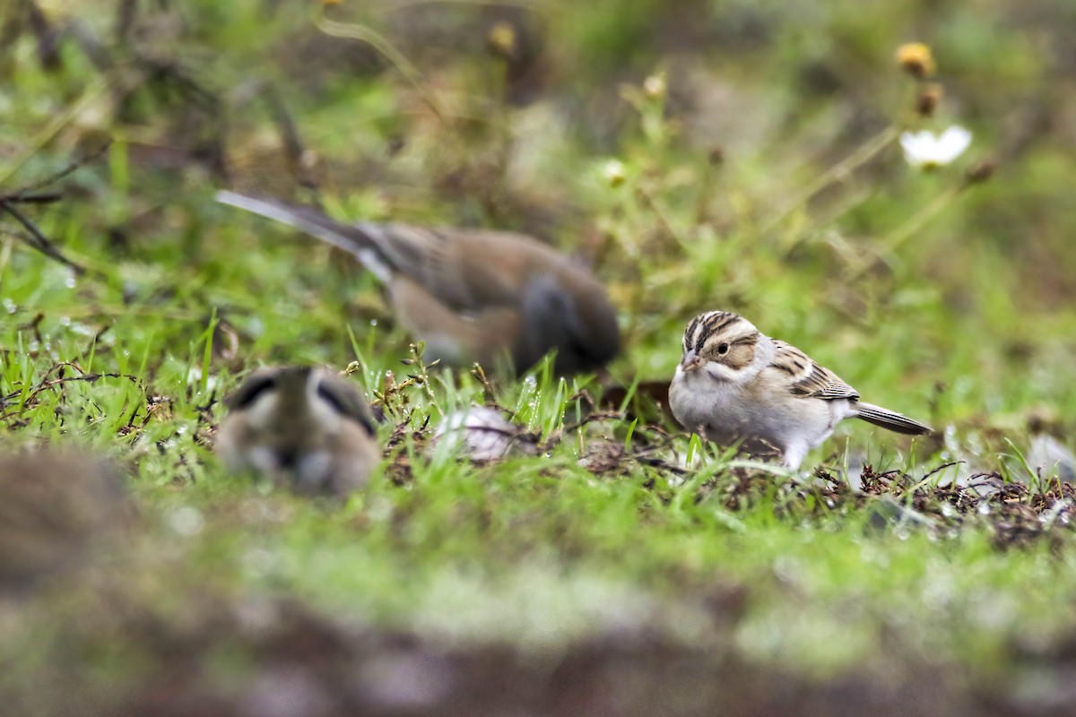 Clay-colored Sparrow - ML645921086