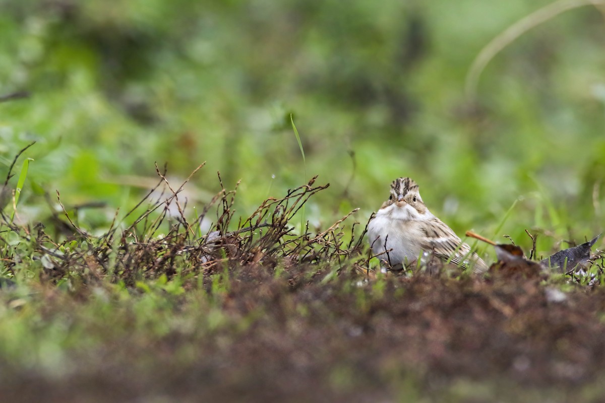 Clay-colored Sparrow - ML645921087