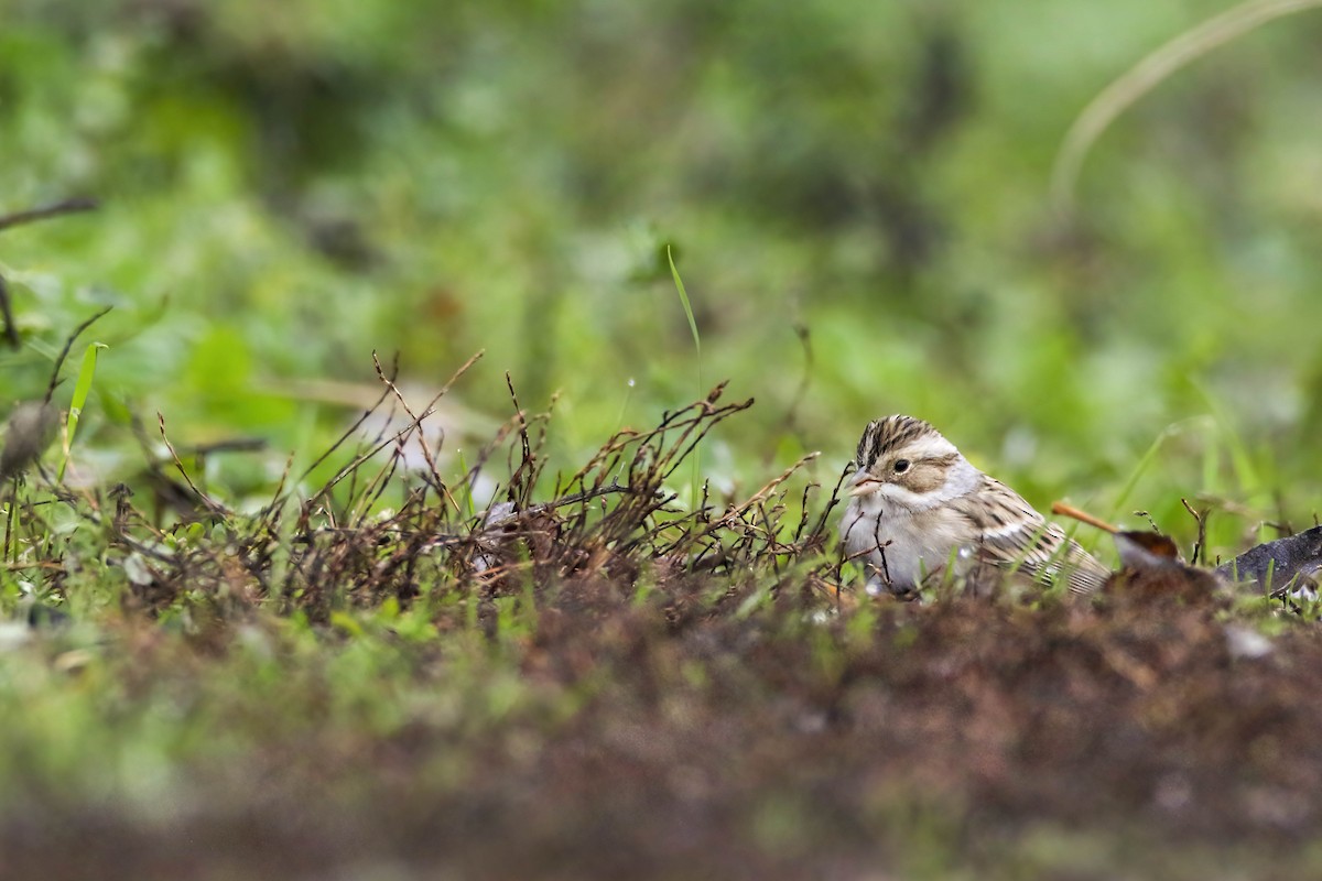 Clay-colored Sparrow - ML645921088