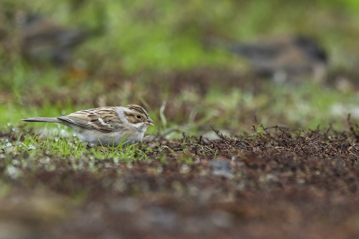 Clay-colored Sparrow - ML645921089