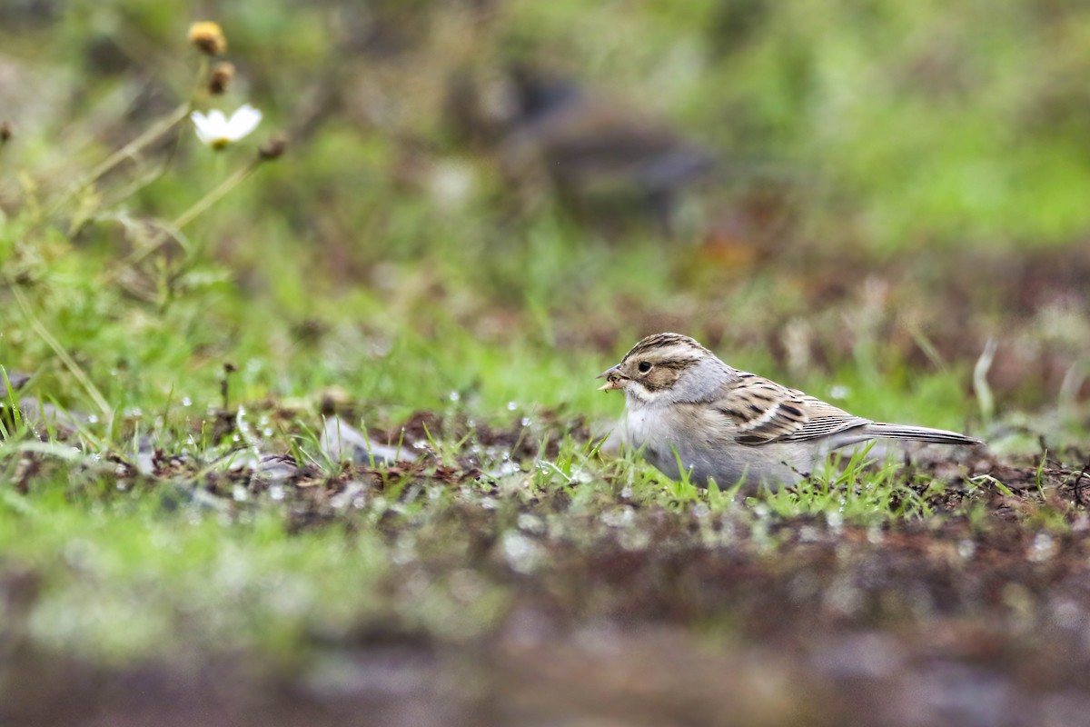 Clay-colored Sparrow - ML645921090