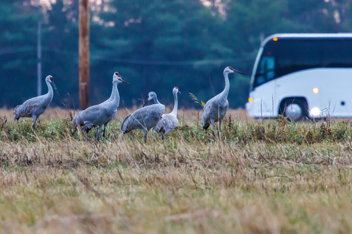 kanadatrane - ML645921092