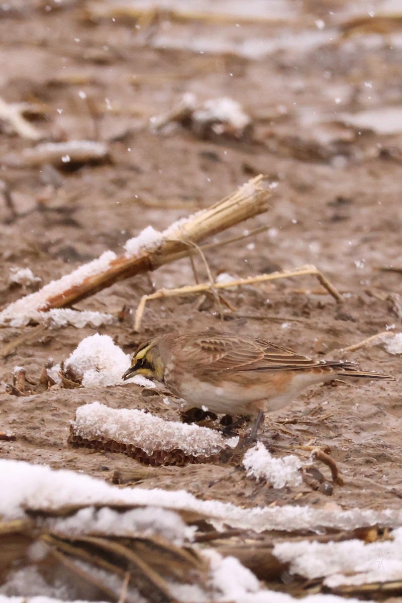 Жайворонок рогатий - ML645921093