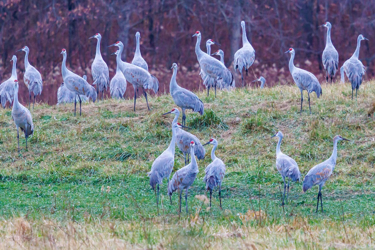 kanadatrane - ML645921095