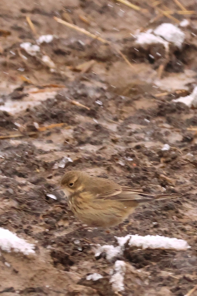 American Pipit - ML645921096