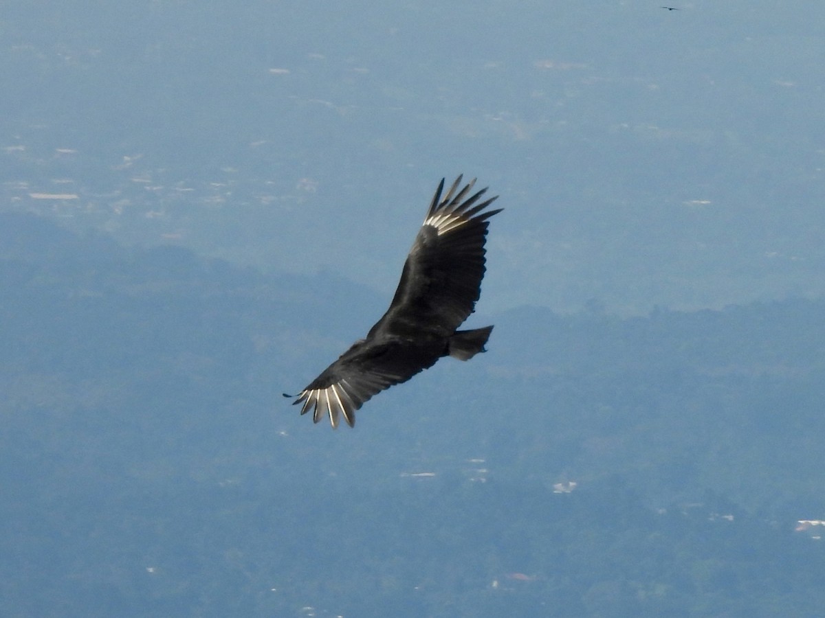 Black Vulture - ML645921098
