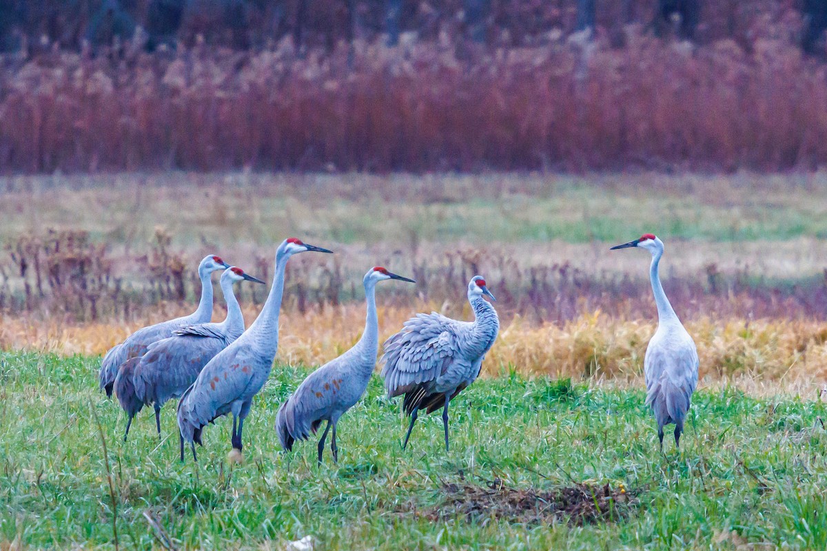 kanadatrane - ML645921104