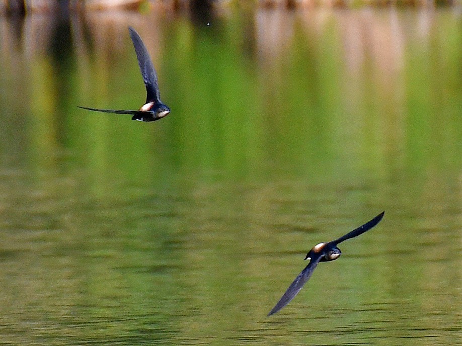 Silver-backed Needletail - ML645921108